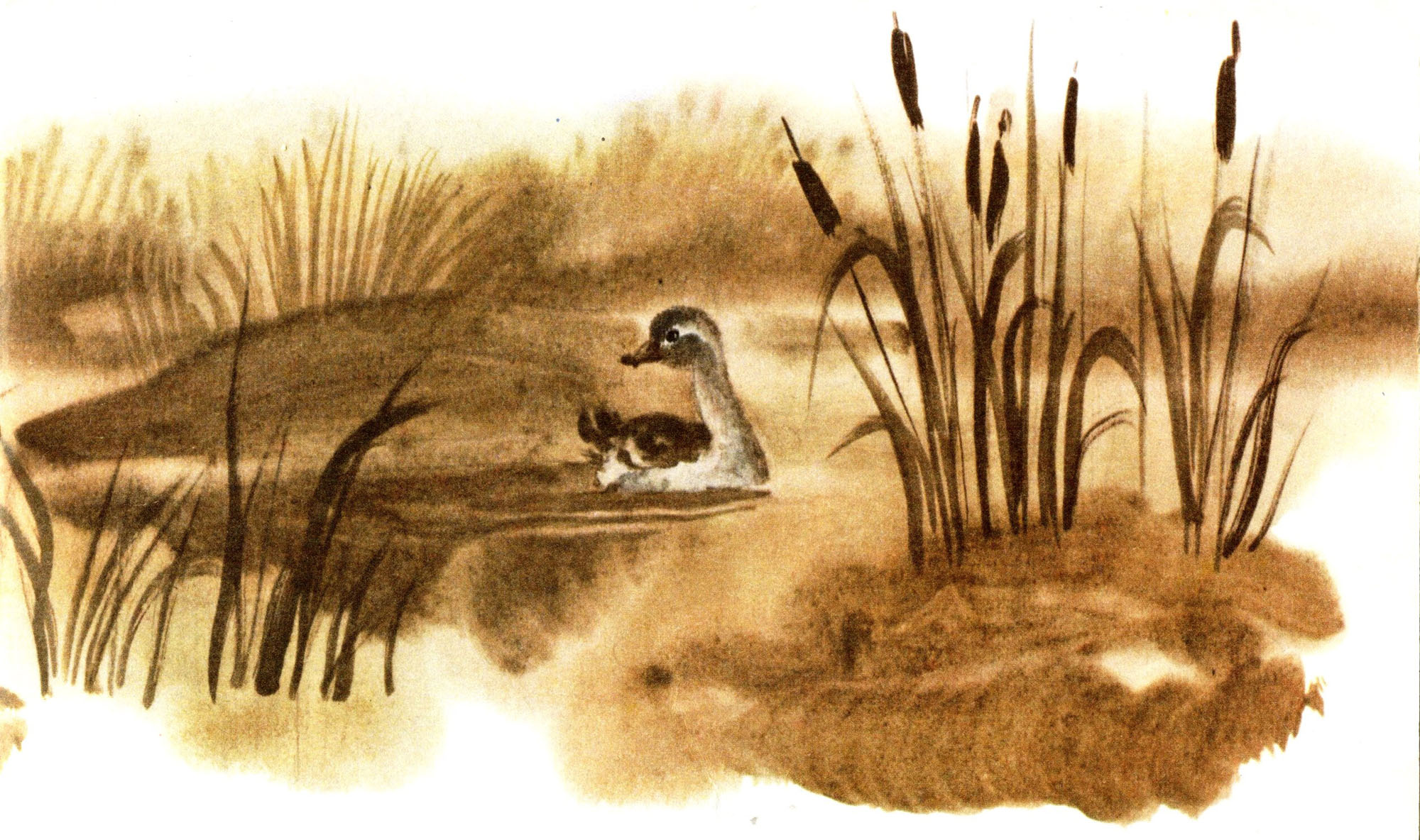 Утки на болоте рисунок